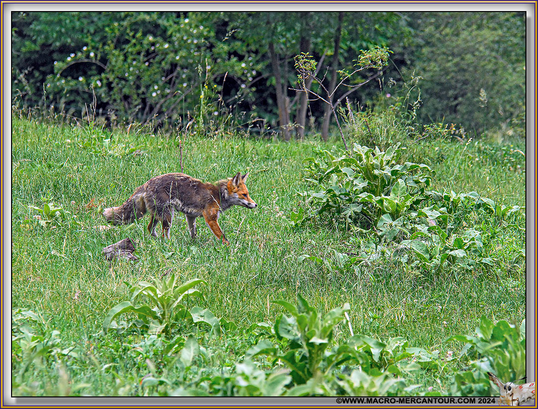 Renard